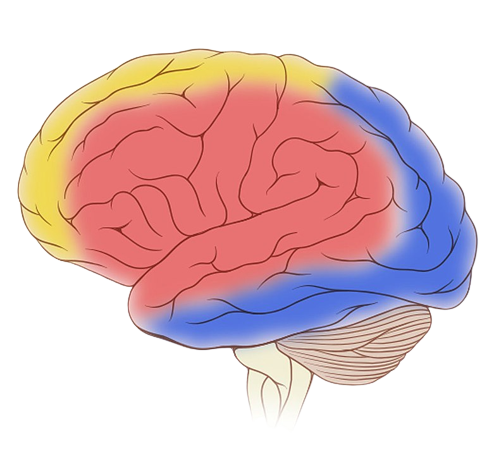 Brain Blood & Oxygen Supply