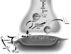 Catecholamine