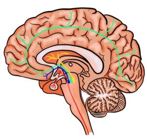 Dopamine System