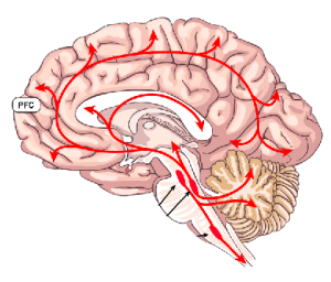 Serotonin System