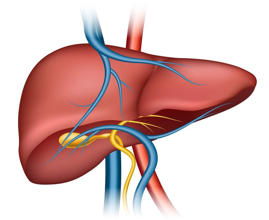 A detailed illustration of a human liver with the hepatic blood supply. The liver is shown in a reddish-brown color, accurately representing its position in the human body. The image includes the hepatic artery and portal vein, depicted in shades of red and blue to distinguish oxygenated and deoxygenated blood. The bile ducts are colored in yellow, highlighting the paths through which bile is excreted from the liver. The vascular structures branch out intricately, indicating the liver's complex circulatory connections. The background of the image is white, which emphasizes the liver and its associated vessels.