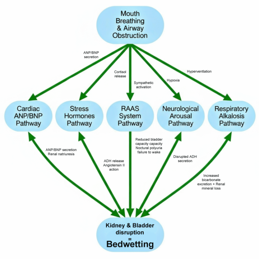 Complete integrated pathway: All five major mechanisms (cardiac, stress, renal-hormonal, neurological, and metabolic) work together to cause nocturnal enuresis in children with airway obstruction